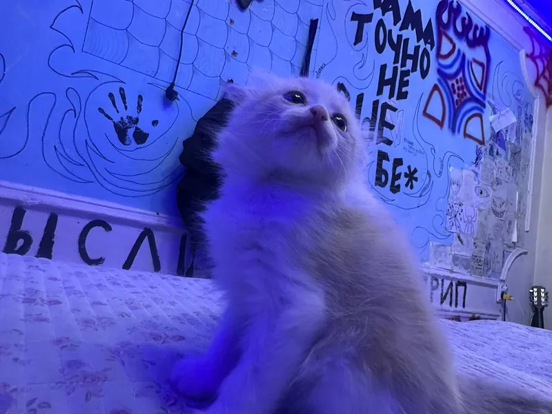 СИБИРСКИЕ КОТЯТА — фото 6