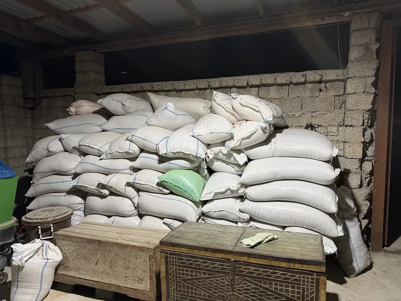 Продам пшеница бугдой сотаман 2