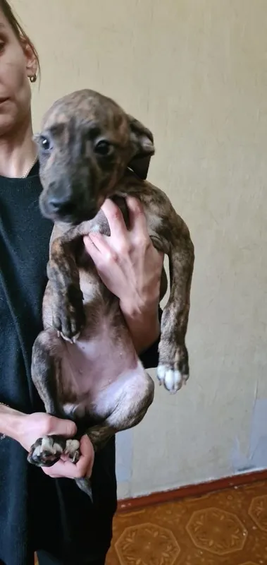 Pitbulteryer sotaman 5 Pitbulteryer sotaman 5