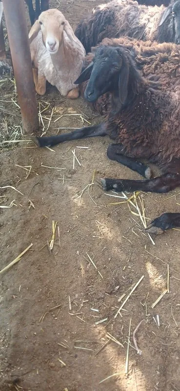 Qoyla sotiladi harxilidan bor dexqonchlik — фото 3