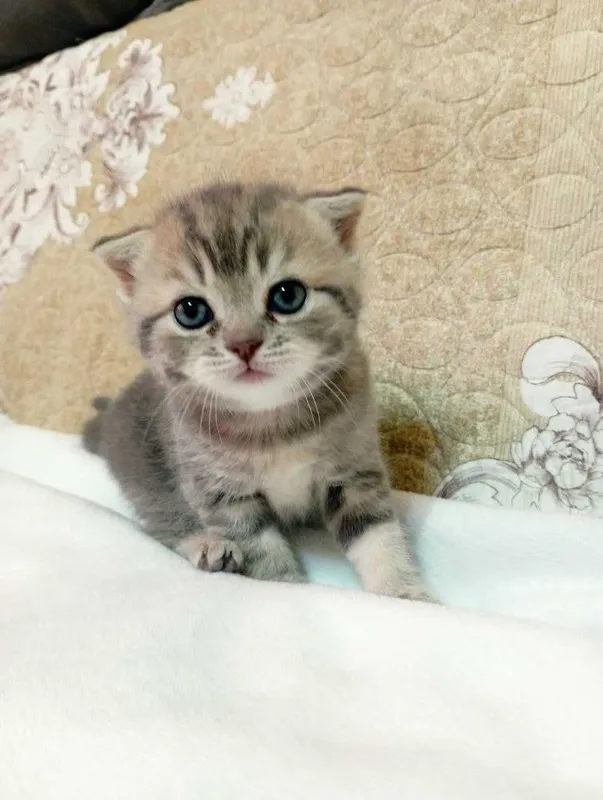 Продам котят 1 месяц — фото 1