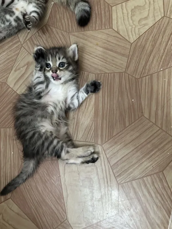 Этим котятам сегодня ровно 1 месяц 6 Этим котятам сегодня ровно 1 месяц 6
