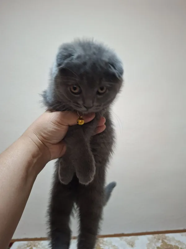 Продаётся чистокровный котёнок — фото 2