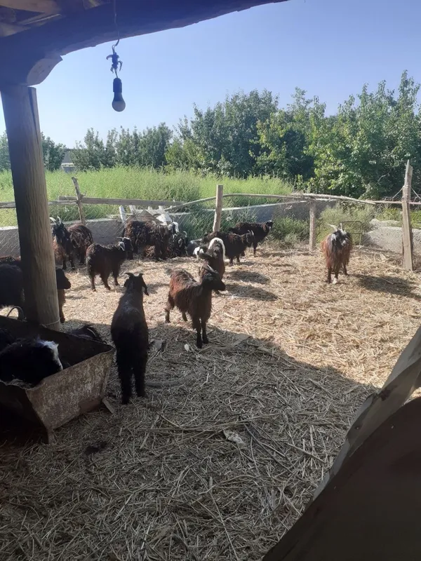 Продаю коз, козлят и козлов 1