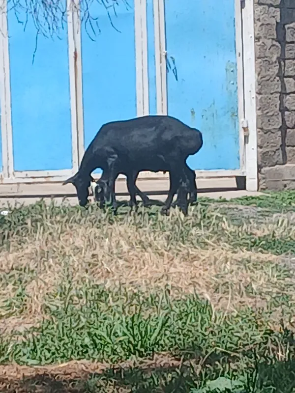 Qŏylar sotiladi bolari qŏchqor toza zot