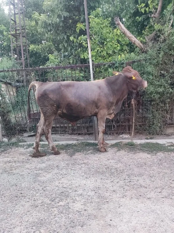 Buqacha sotiladi 1 yoshga tòladi 3