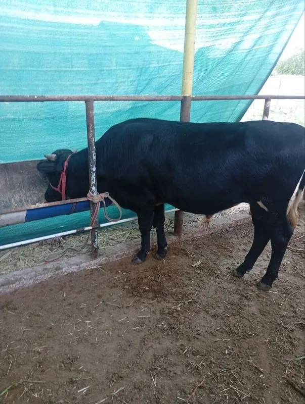 Buqala. sotiladi