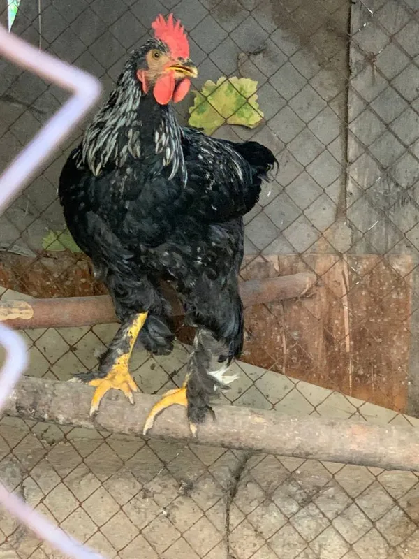 Qora shahzoda xorozlari va jojalar sotiladi. 6 Qora shahzoda xorozlari va jojalar sotiladi. 6
