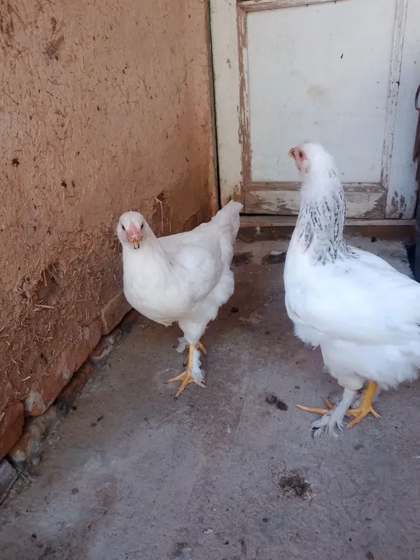 Makyonla sotiladi 3 Makyonla sotiladi 3