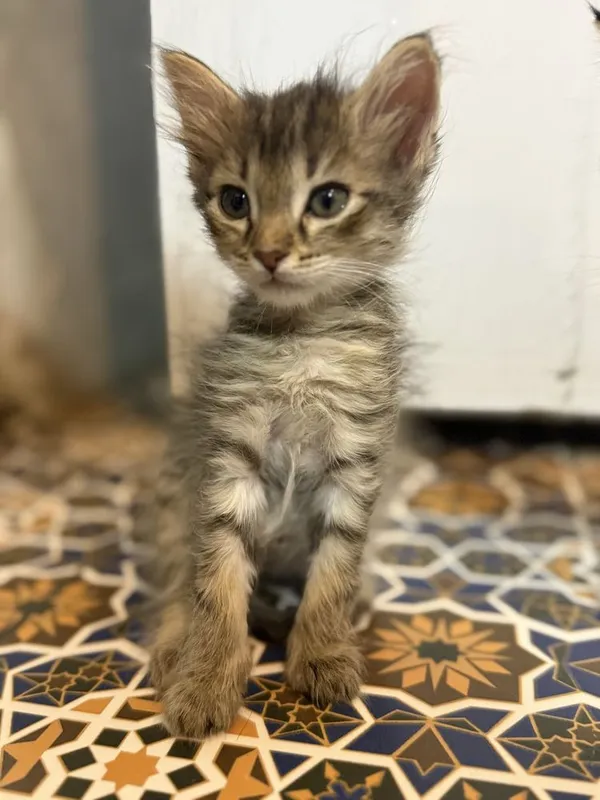 котята в добрые руки котята в добрые руки