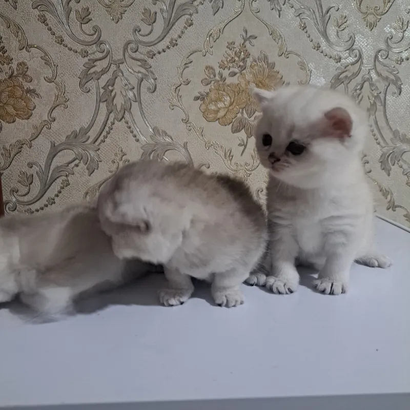 Продаётся кошка 4