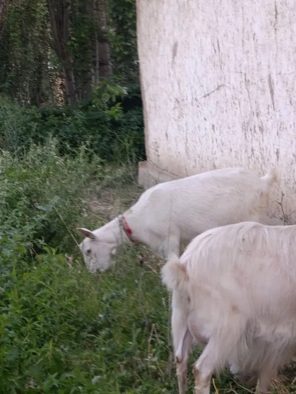 Ona bola echki lar sotiladi soni 3- ta . 2- litr suti bor. — фото 3