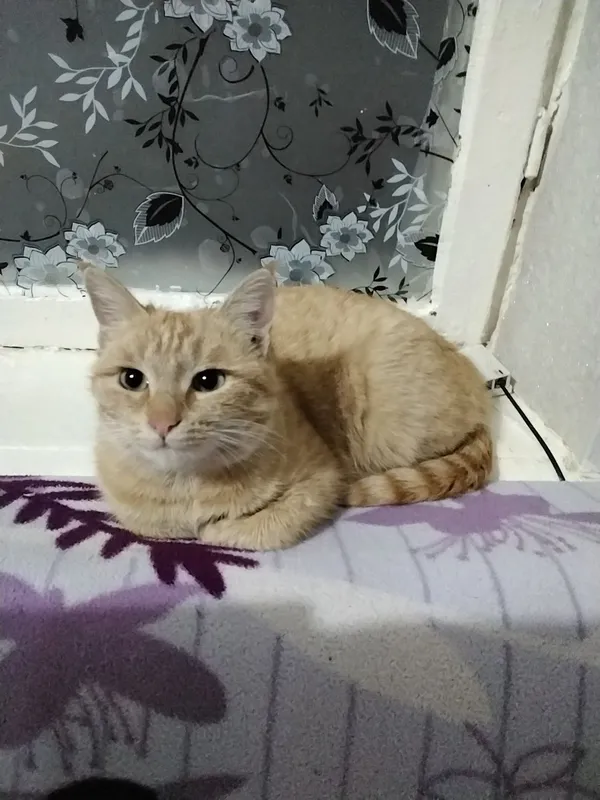 Черненькая кошечка Черненькая кошечка