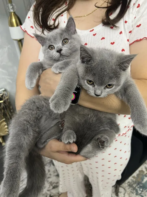 Кошки Британские здоровые и с паспортом