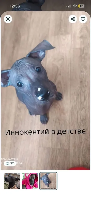 Инокентий ищет ламу сердца 3