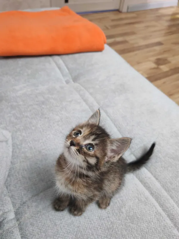 Котенок в добрые руки ненавязчивым остлеживанием судьбы! 3