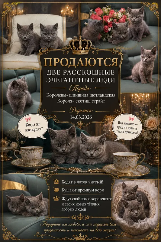 Котята породистые — фото 8