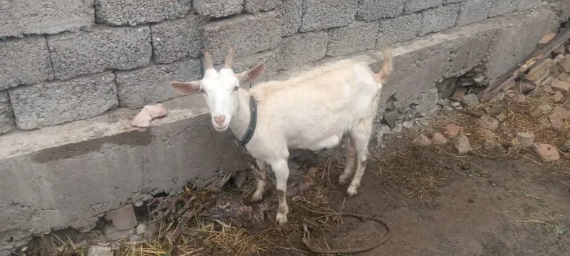 СРОЧНО продаются козы