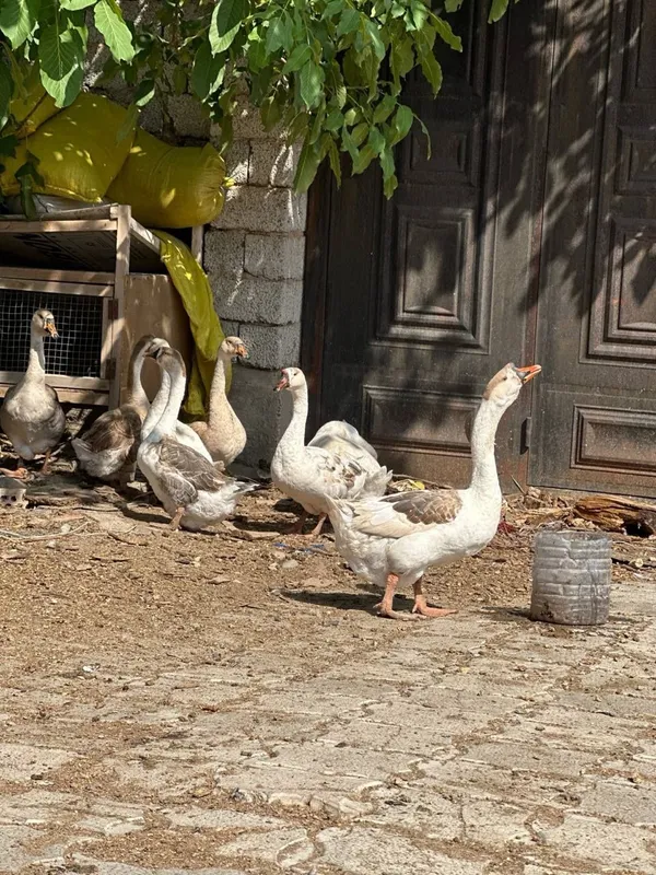 G'ozlar sotiladi srochni 2