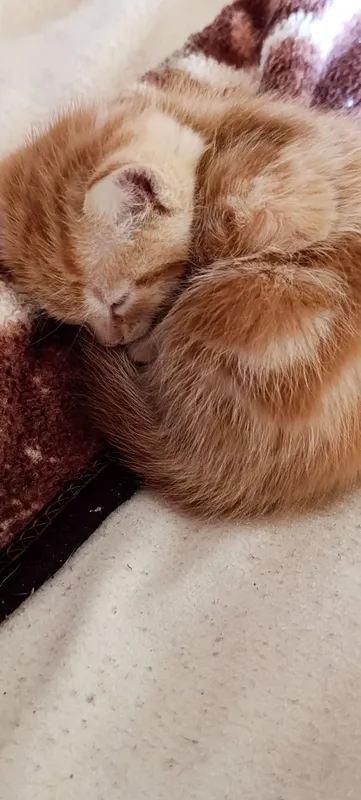 отдам даром котят 3