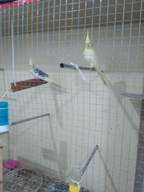 to'tiqush karella — фото 1