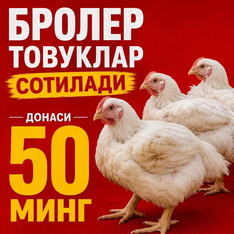 Бролер куры сотилади 4 Бролер куры сотилади 4