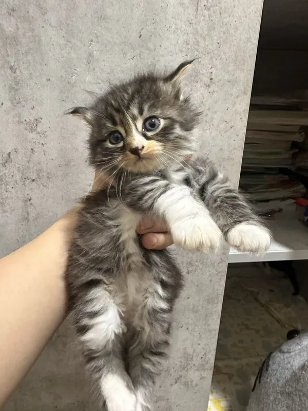 Продаю котят 1 месяц