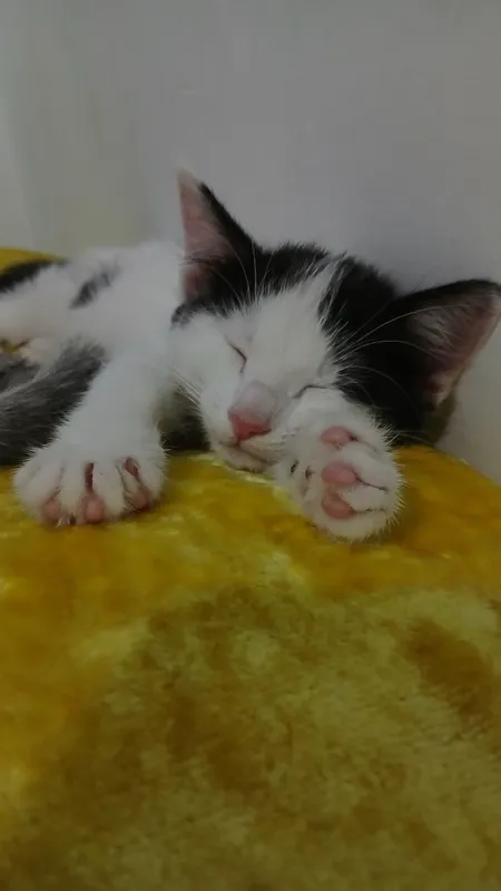 котята в подарок котята в подарок