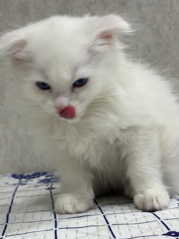 Вислоухий котеночек — фото 2