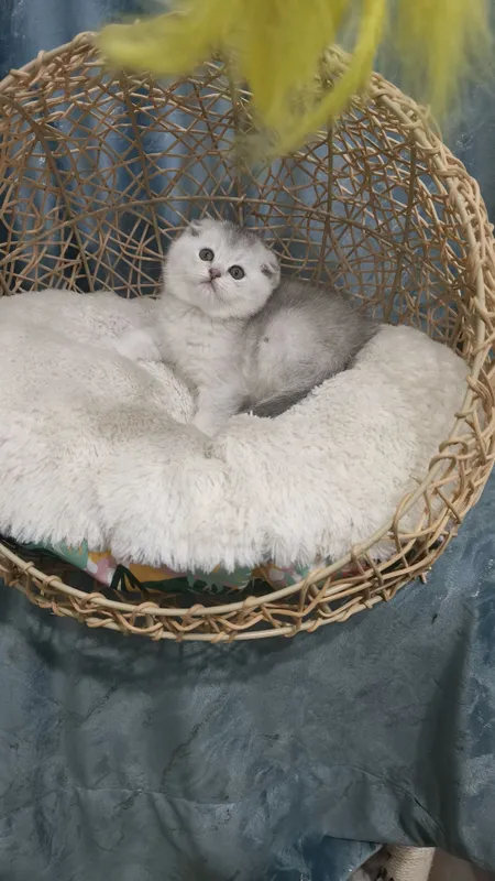Продаётся чистокровная шотландская девочка скоттиш фолд