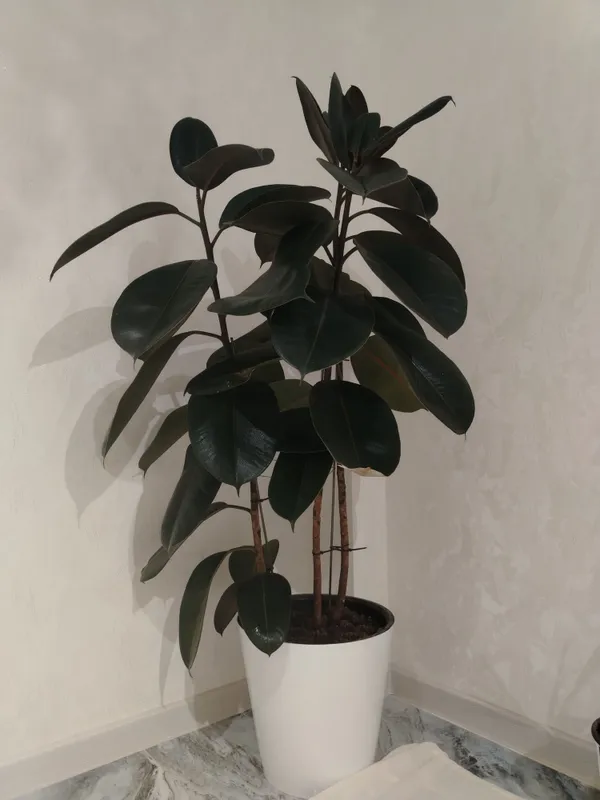 Fikus Elastika (Qora shahzoda) 1 Fikus Elastika (Qora shahzoda) 1