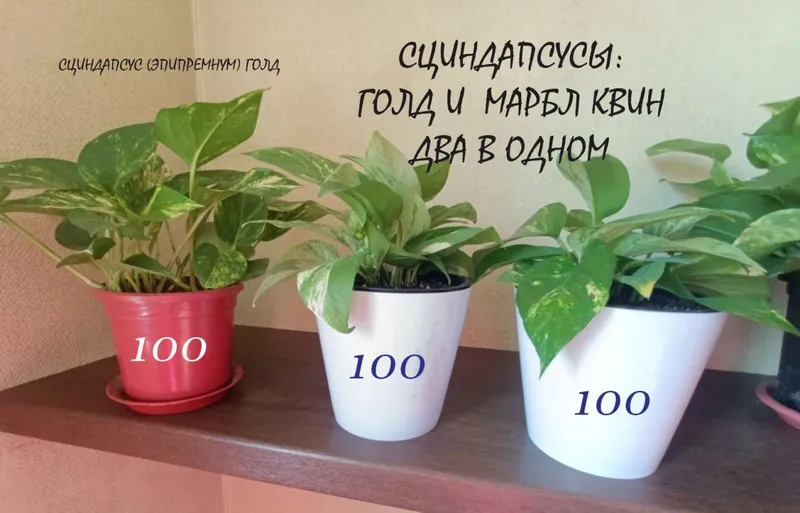 Домашние комнатные цветы здоровые ухоженные — фото 3 Домашние комнатные цветы здоровые ухоженные — фото 3