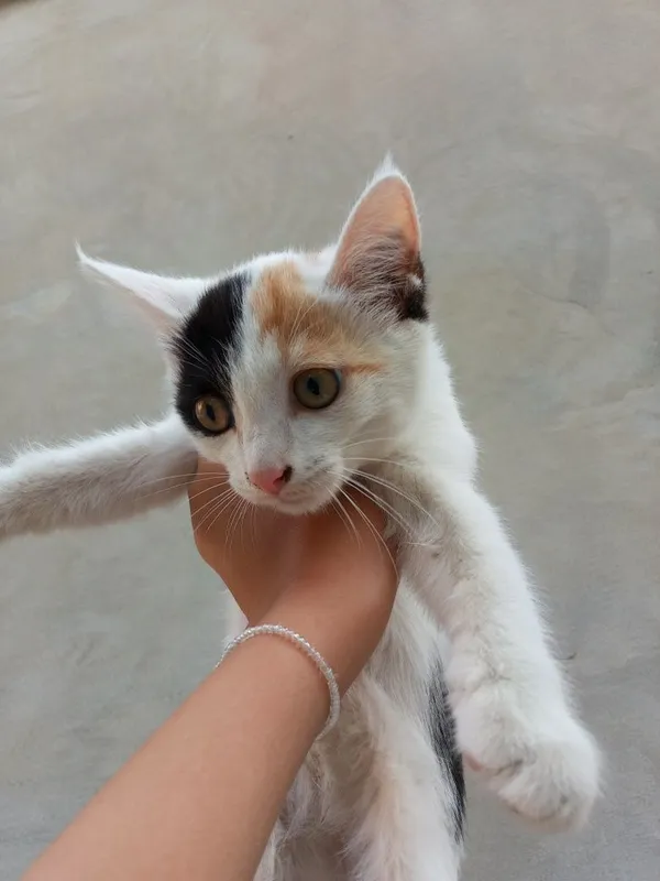 Котенок отдам в добрые руки 2 Котенок отдам в добрые руки 2