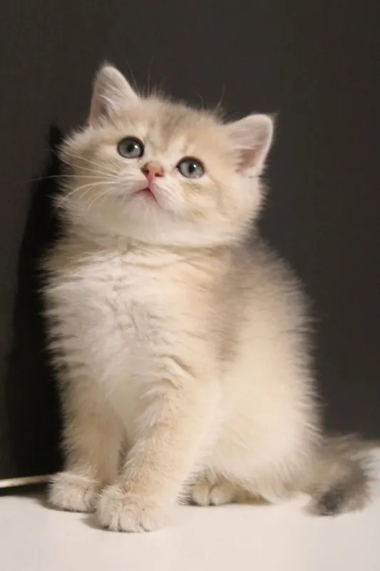 Золотая Шиншилла — фото 7
