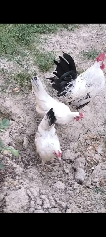 Samurayskiy Shabo 4 Samurayskiy Shabo 4