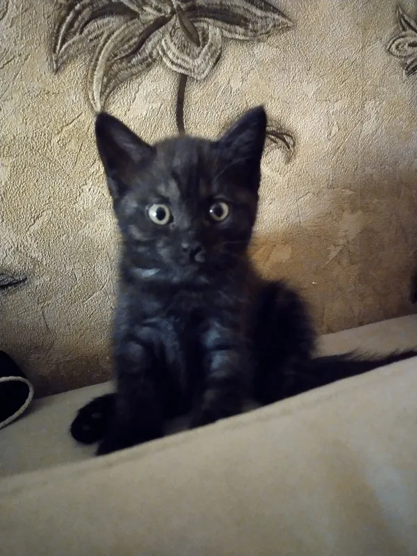 Отдам в дар котят — фото 5