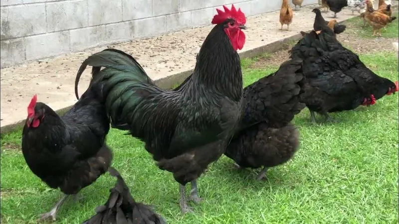 Tovuqlar joja xoʻrozlar 2
