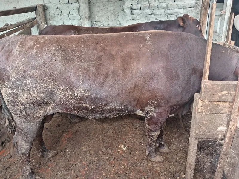 Buqalar sotiladi.