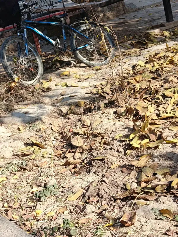 Velosiped Sotiladi