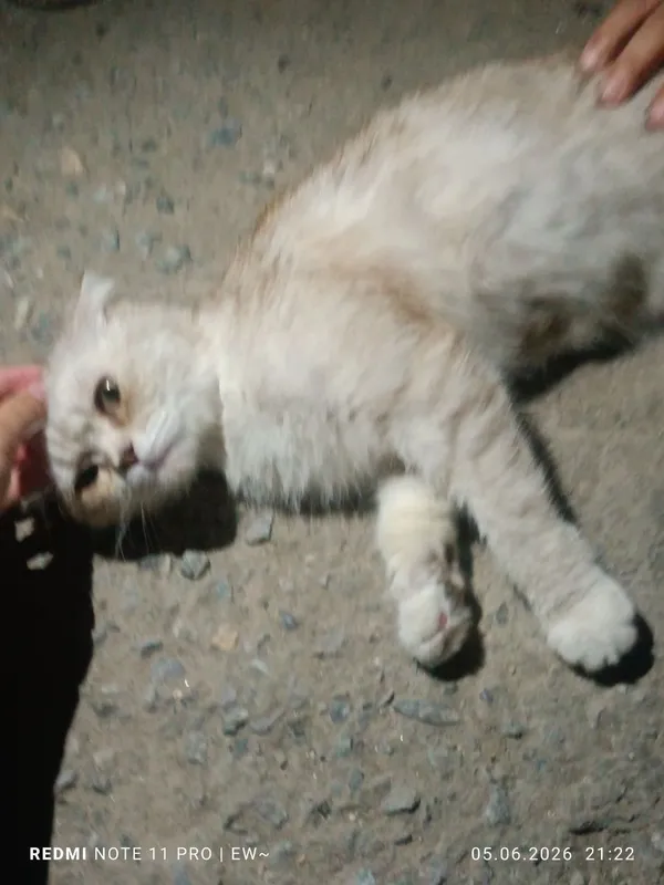 Пародистые котята — фото 3