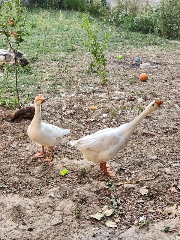 G'oz sotiladi. Erkak va ayol g'oz 3 G'oz sotiladi. Erkak va ayol g'oz 3