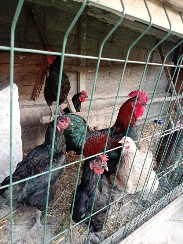 Qora tovuq va brama tovuqlar sotiladi — фото 4