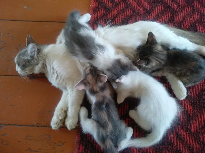 Mushuklar yaxshi qo’llarga beriladi bepul — фото 1