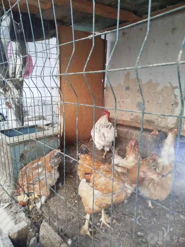 Tovuq xoʻroz sotiladi 3 Tovuq xoʻroz sotiladi 3