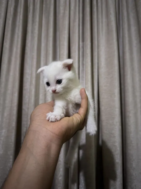 Продается котята, Бритиш скоттиш 4 Продается котята, Бритиш скоттиш 4