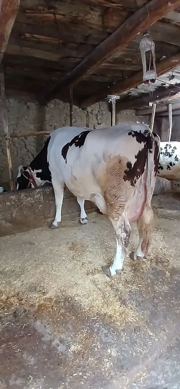 Sogʻin Sigir sotiladi 35 litr sut beradi — фото 1