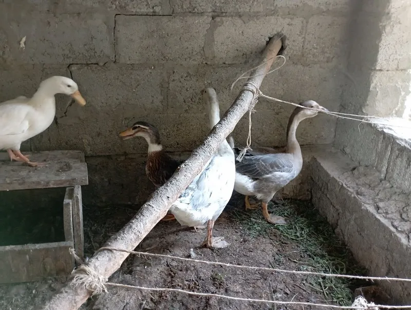 Goz Urdak sotiladi 2 ta goz 2 ta urdak yeb ichiga garantiya soglom 4 Goz Urdak sotiladi 2 ta goz 2 ta urdak yeb ichiga garantiya soglom 4
