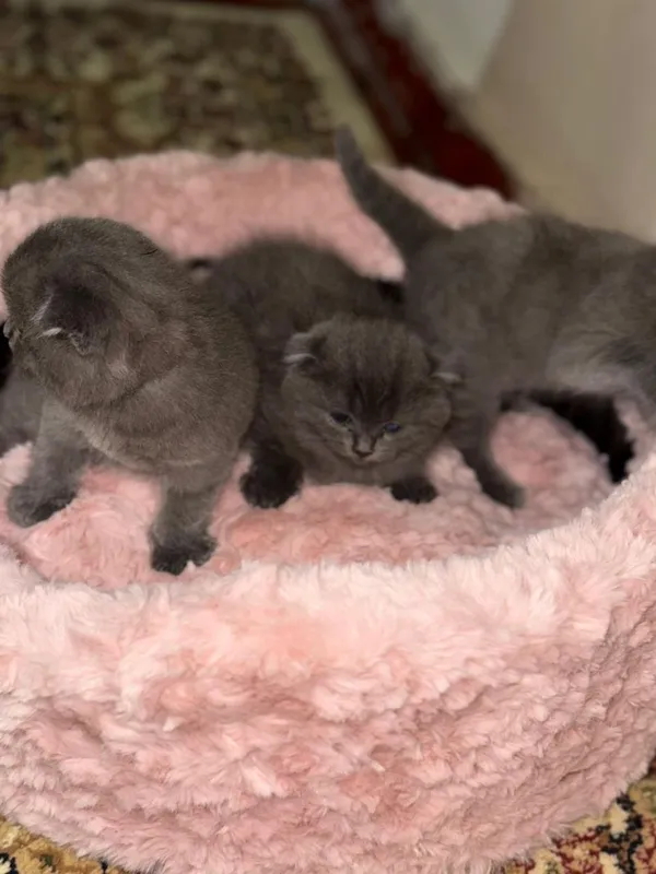 Продаются котята — фото 3 Продаются котята — фото 3