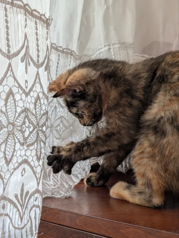 Ласковый котенок | Mehribon mushukcha 6 Ласковый котенок | Mehribon mushukcha 6