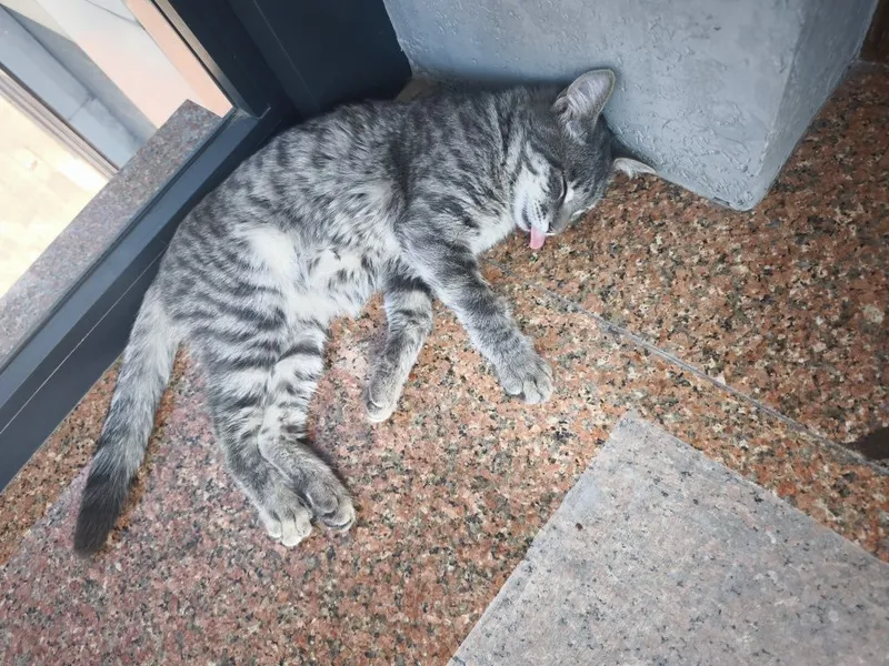 Котенок в добрые руки